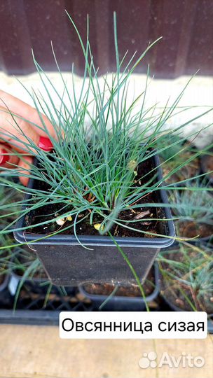 Овсянница сизая