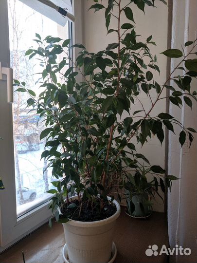 Фикус Бенджамина