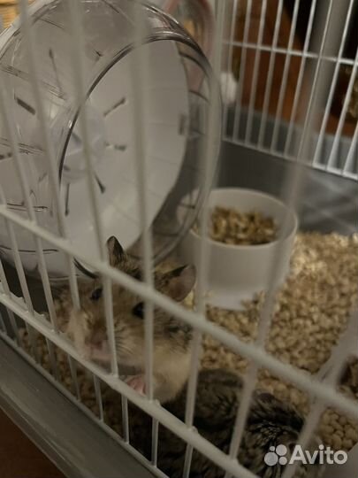 Джунгарский хомяк с клеткой