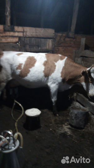 Коровы дойные молочные