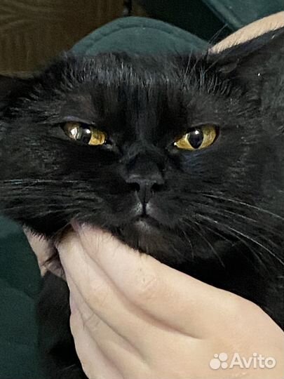 Отдам в добрые руки