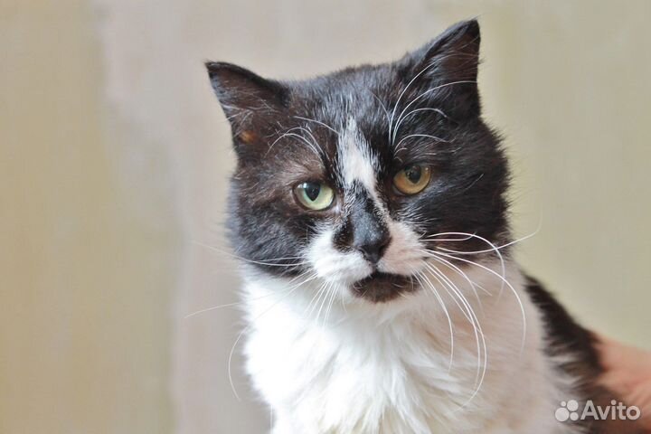 Отдам в добрые руки