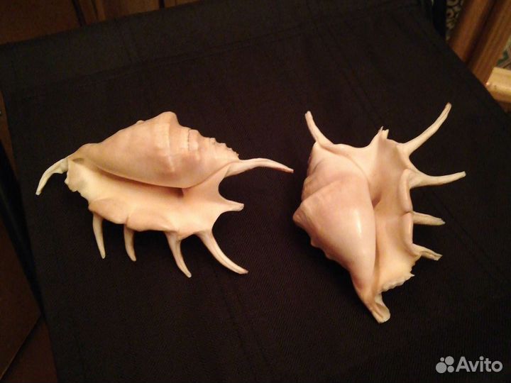 Ракушки натуральные с моря