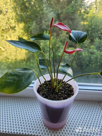 Антуриум карликовые сорта