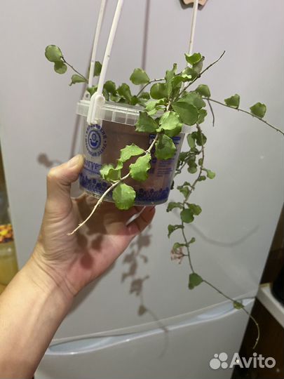 Хойя kanyakumariana