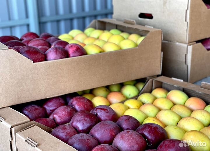 Яблоки оптом