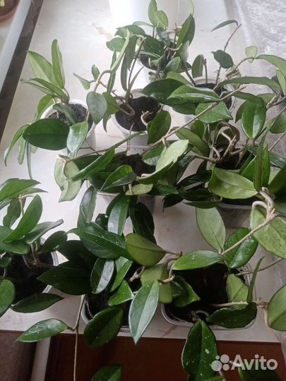 Хойя Карноза