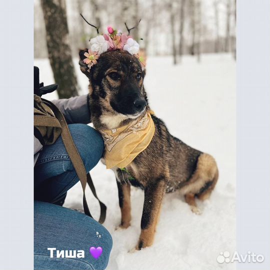 Хорошая девочка в добрые руки