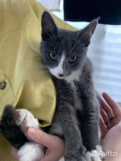 Котенок мальчик серый