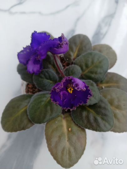 Набор из 3-х цветущих фиалок