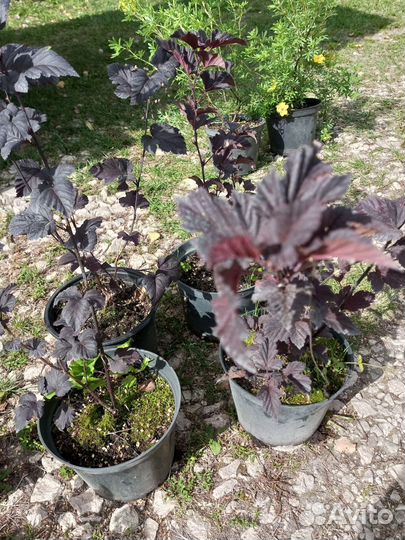 Рассада цветов