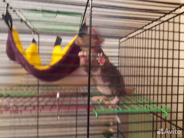 Отдам крысу девочку полусфинкса