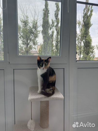 Кошка бесплатно