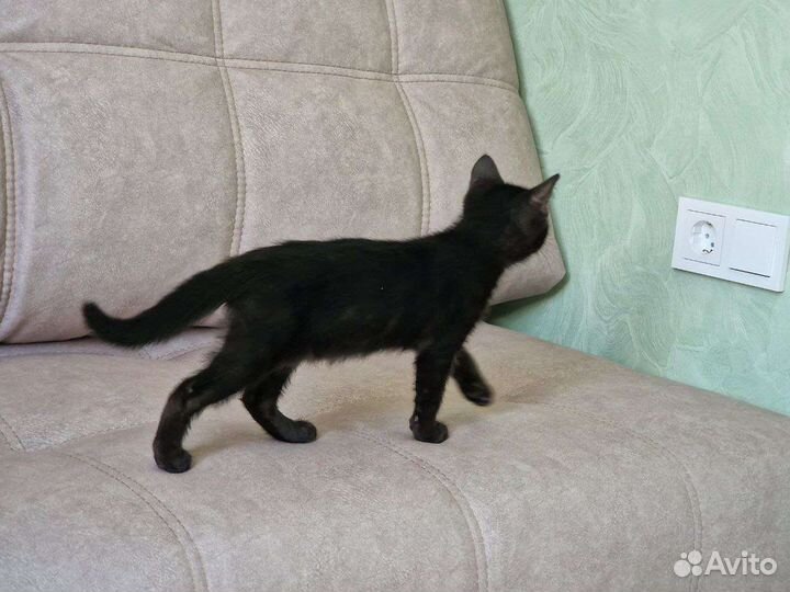 Котята в добрые руки. Безвозмездно