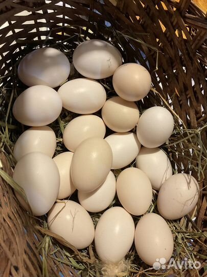 Павловские золотистые куры