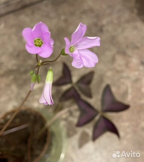 Кислица оксалис «День и ночь»