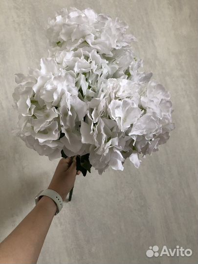 Гортензия декоративная крупная