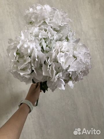 Гортензия декоративная крупная