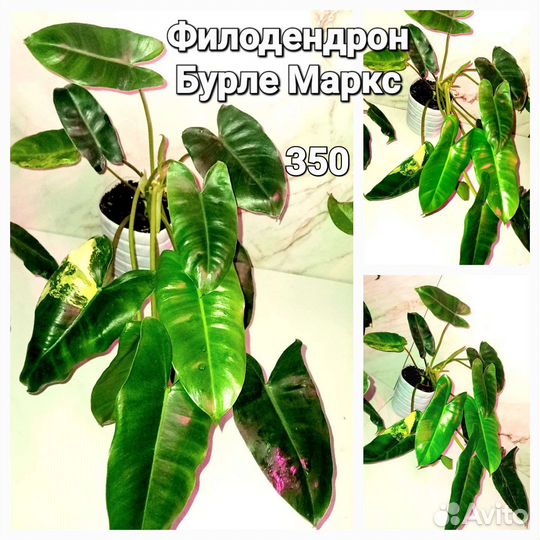 Филодендрон,хойя,жасмин,сциндапсус