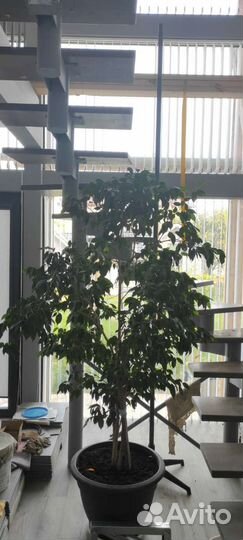 Фикус бенджамина, 15 лет