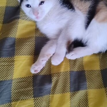 Анатолийский котёнок