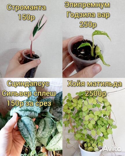 Пассифлора, хойя, сингониум