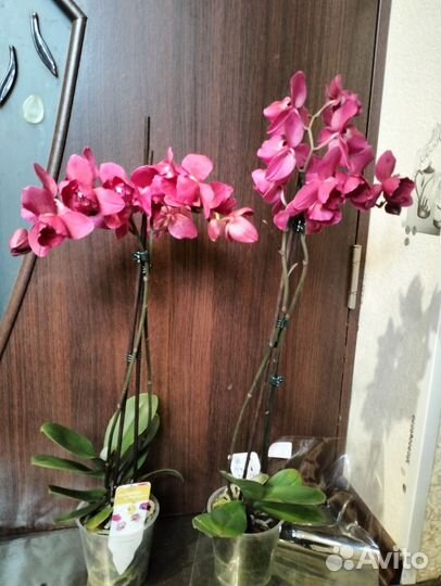 Орхидея аромат, бабочка, пелор