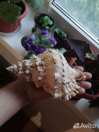 Морская Большая Ракушка Бурса Бубо