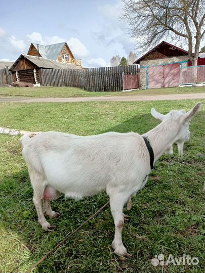 Продам козу