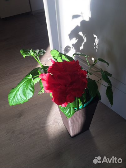 Гибискус китайская роза