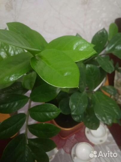 Замиокулькас большой