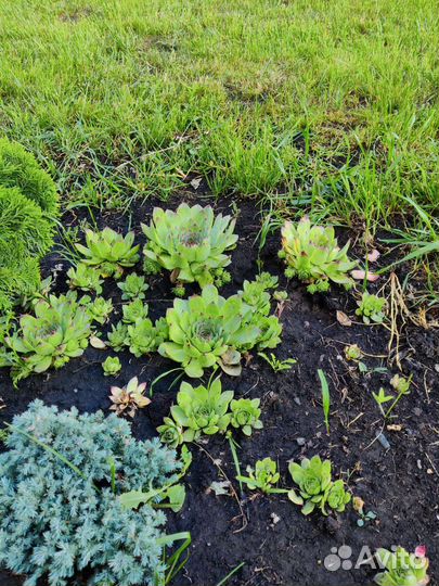 Молодило каменная роза