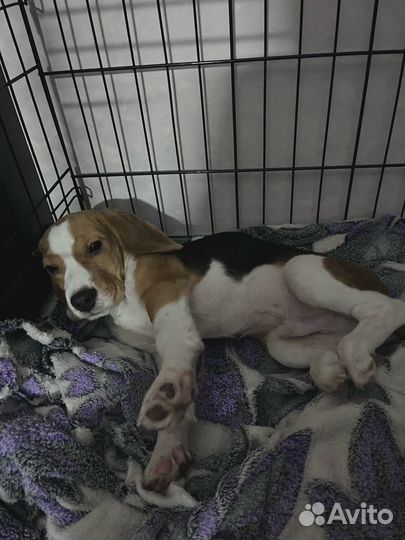 Щенок Бигль мальчик