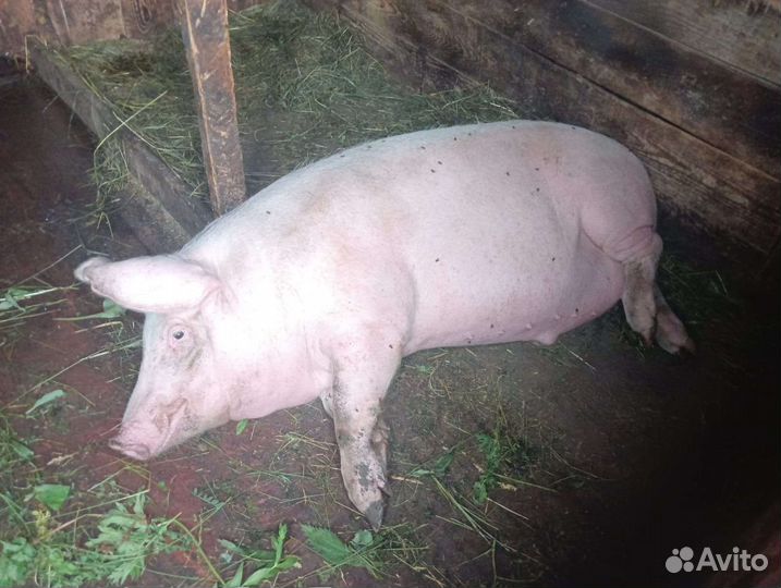 Продам мясо свинины