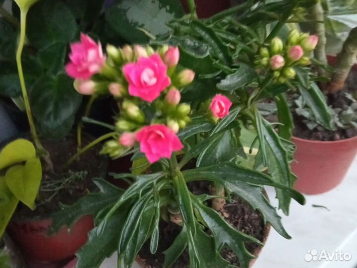 Каланхоэ цветущий, несколько сортов, есть мини