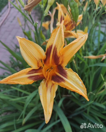 Многолетние растения для сада