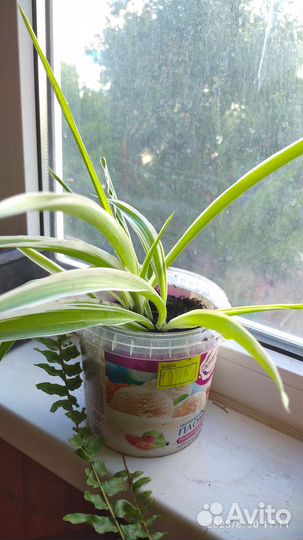 Хлорофитум