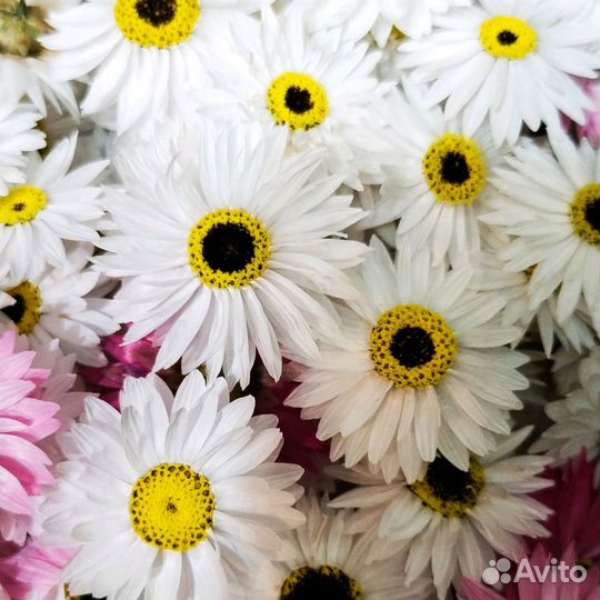 Сухоцветы гелиптерум (акролинум)