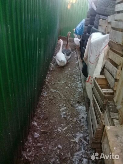 Семья гусей