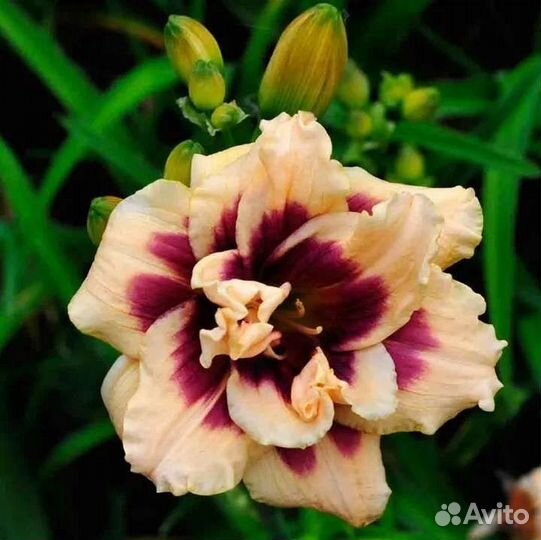 Лилейники сортовые в Кемерово только почтой