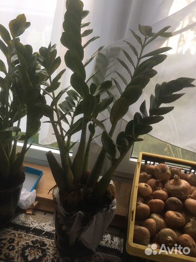 Цветок «Замиокулькас»