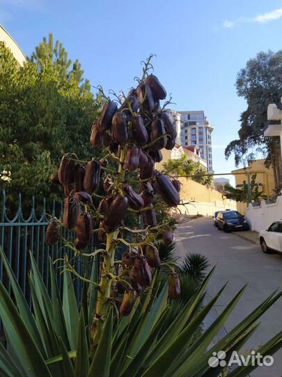 Юкка Алоэлистная Юкка саженцы