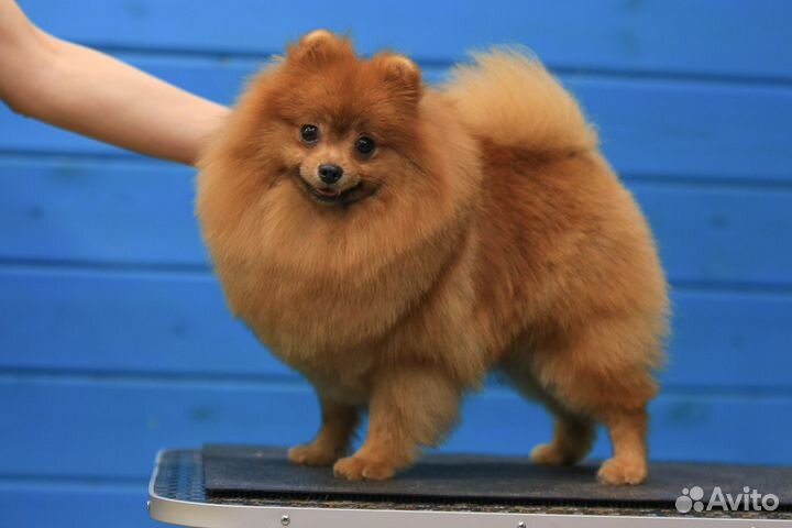 Щенок Померанский шпиц мальчик