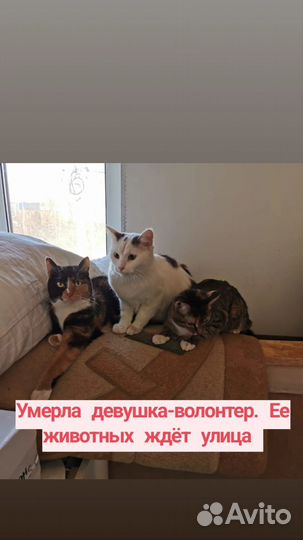 Котики компаньоны