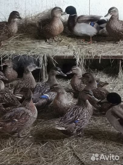 Подсадные утки