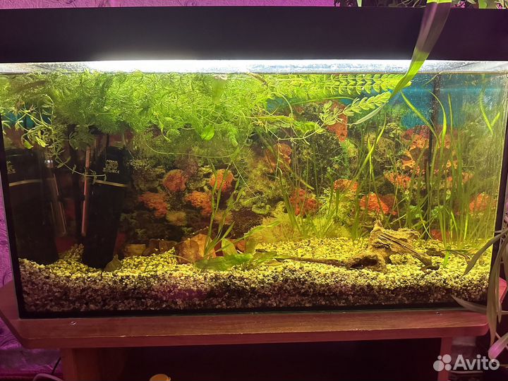 Аквариум