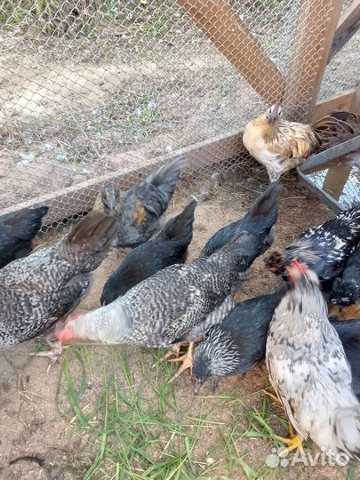 Молодые петушки