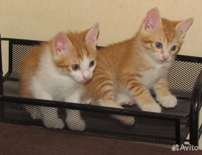 Котята курильского бобтейла