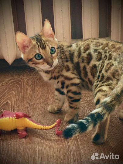 Бенгальские котята