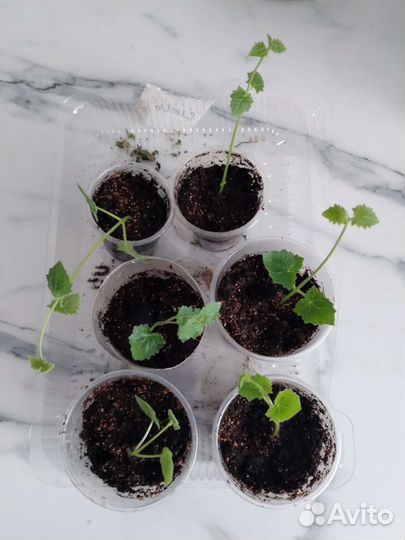 Укоренившиеся черенки лофосспермум